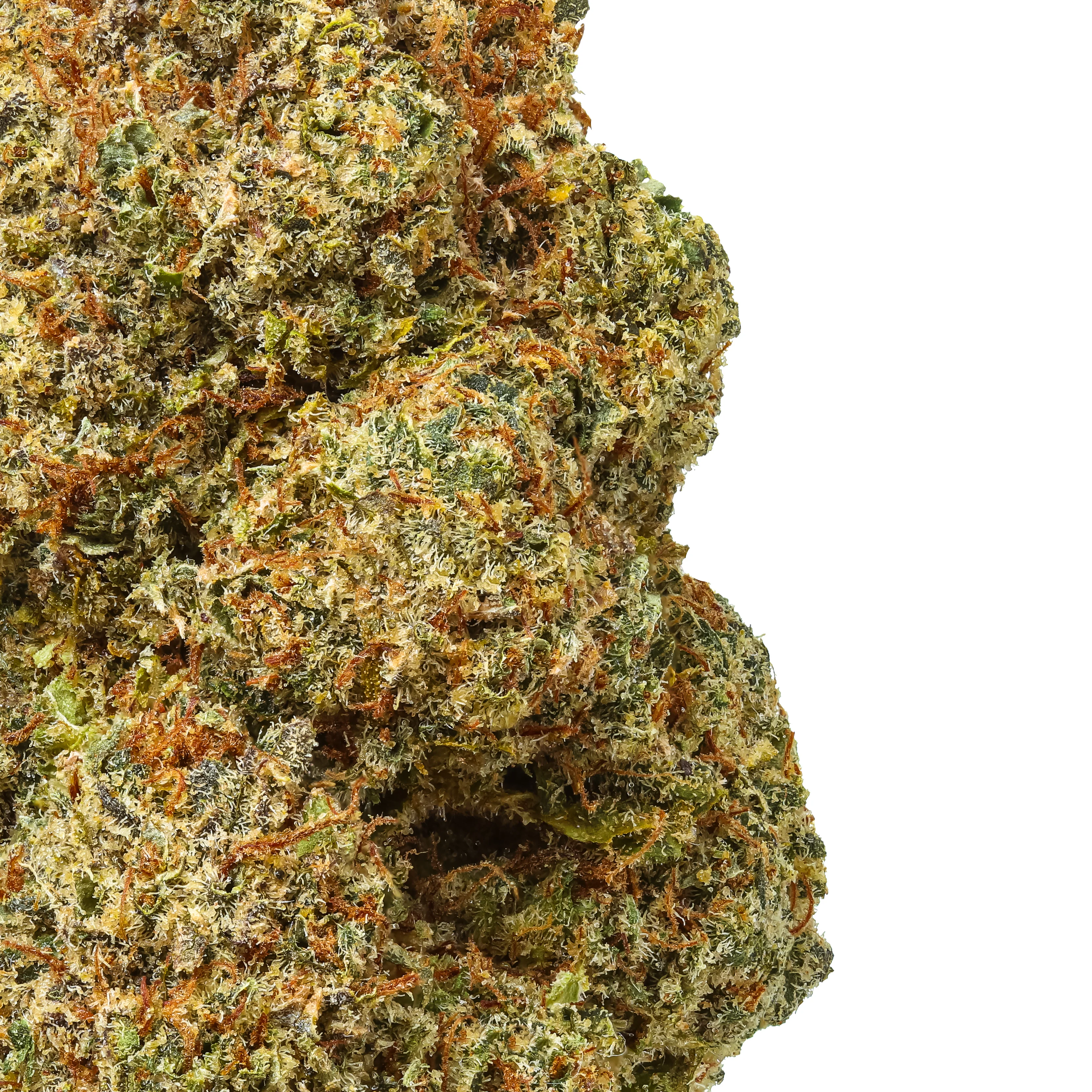 Bermuda Triangle THCa Flower - Image 2
