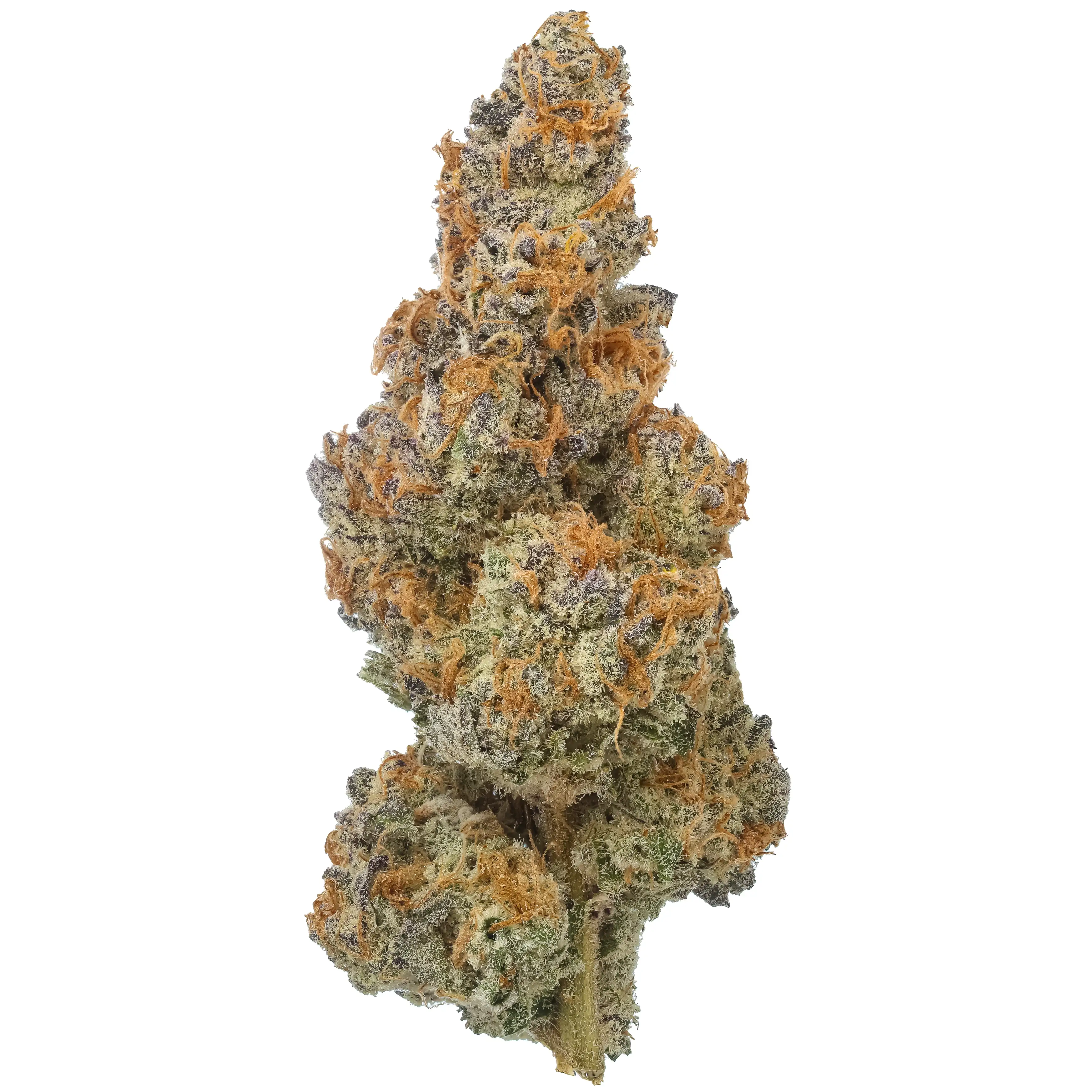 Biscotti Trop THCa Flower (Triploid)