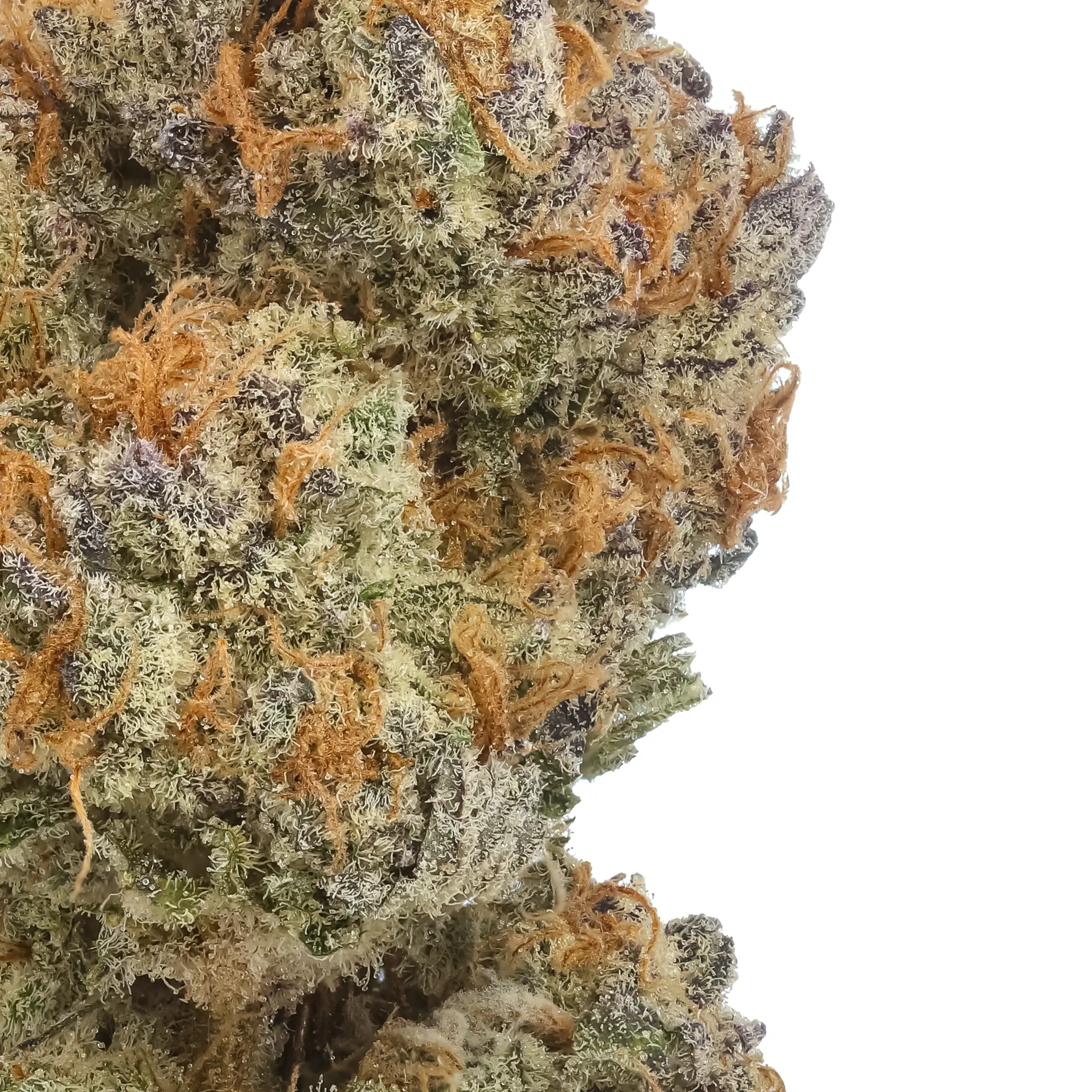 Biscotti Trop THCa Flower (Triploid) - Image 2