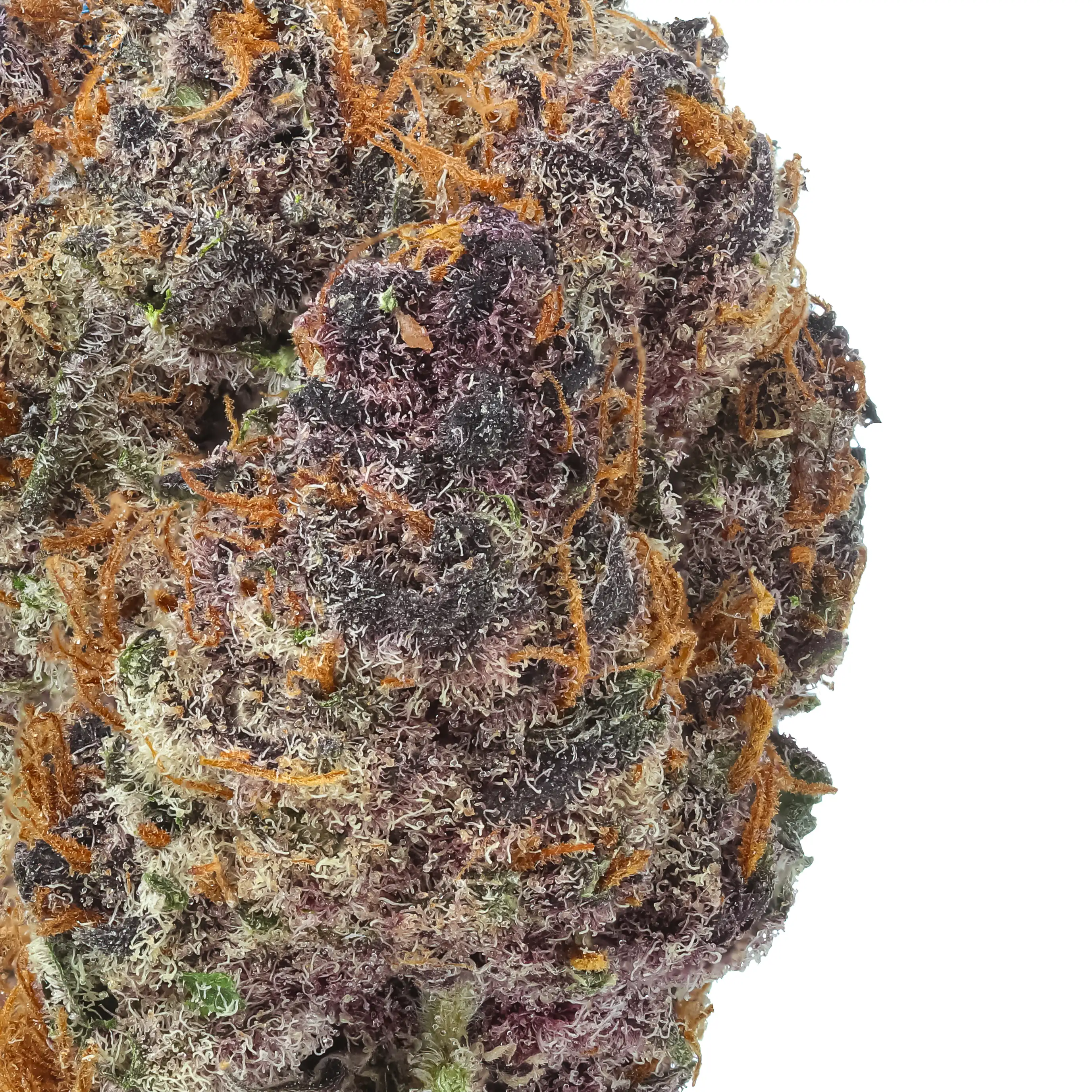 Black Cherry Gelato THCa Flower - Image 2