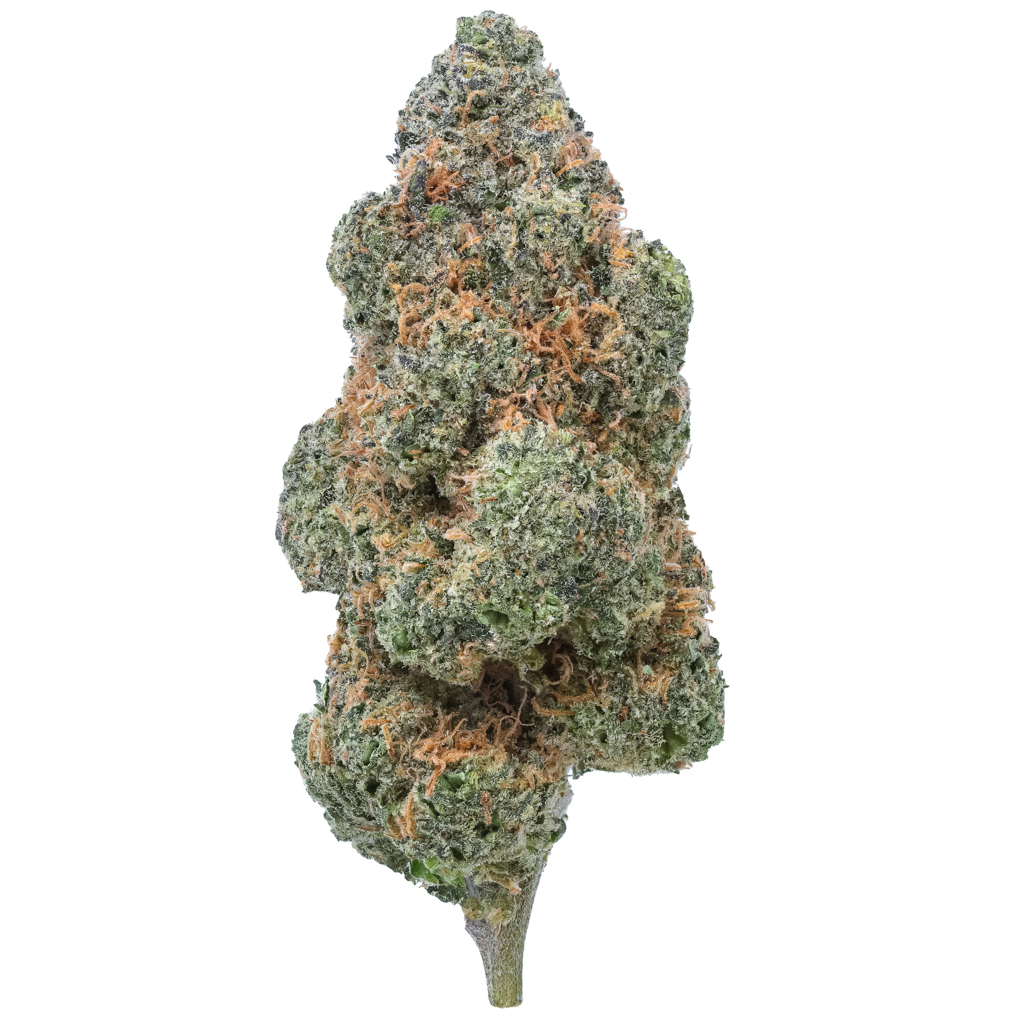 Black Maple THCa Flower