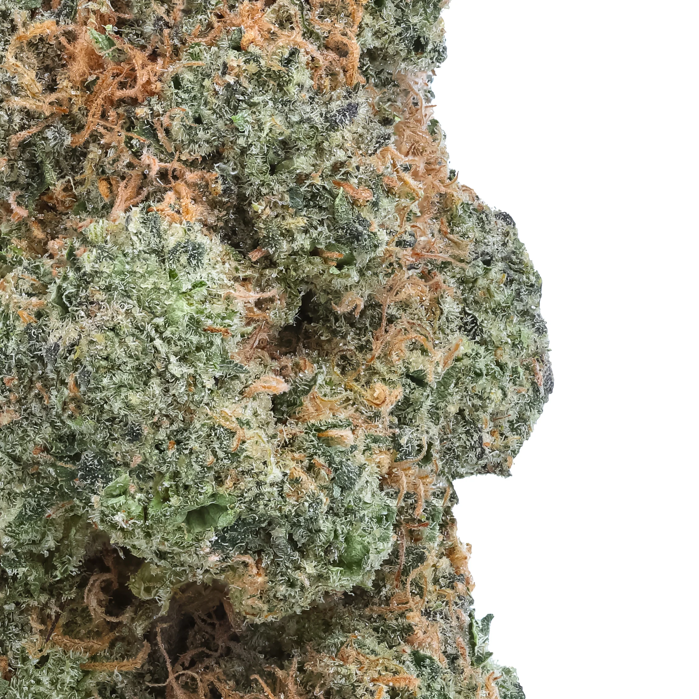 Black Maple THCa Flower - Image 2
