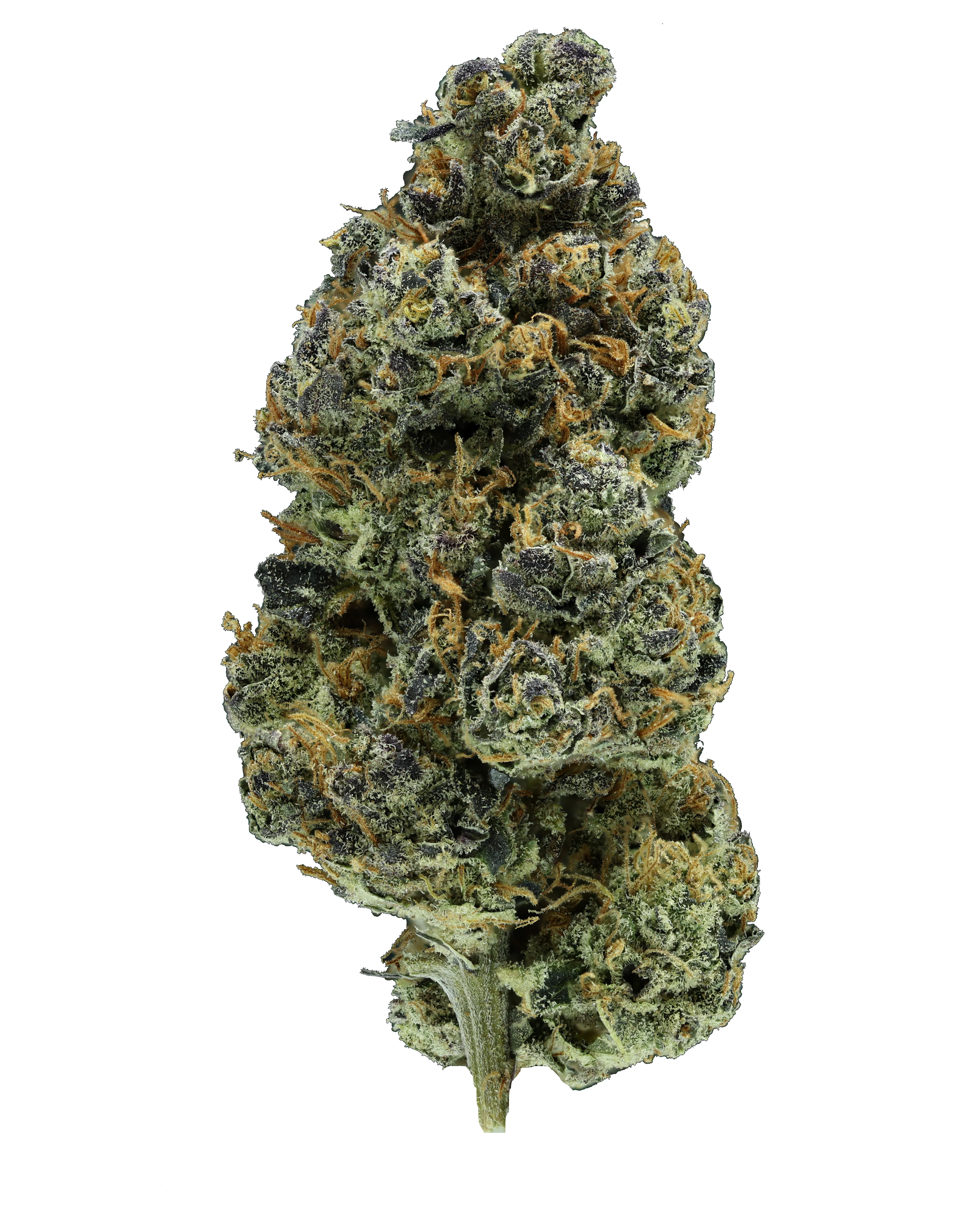 Blueberry Sunrise CBD THCa Flower - Image 2