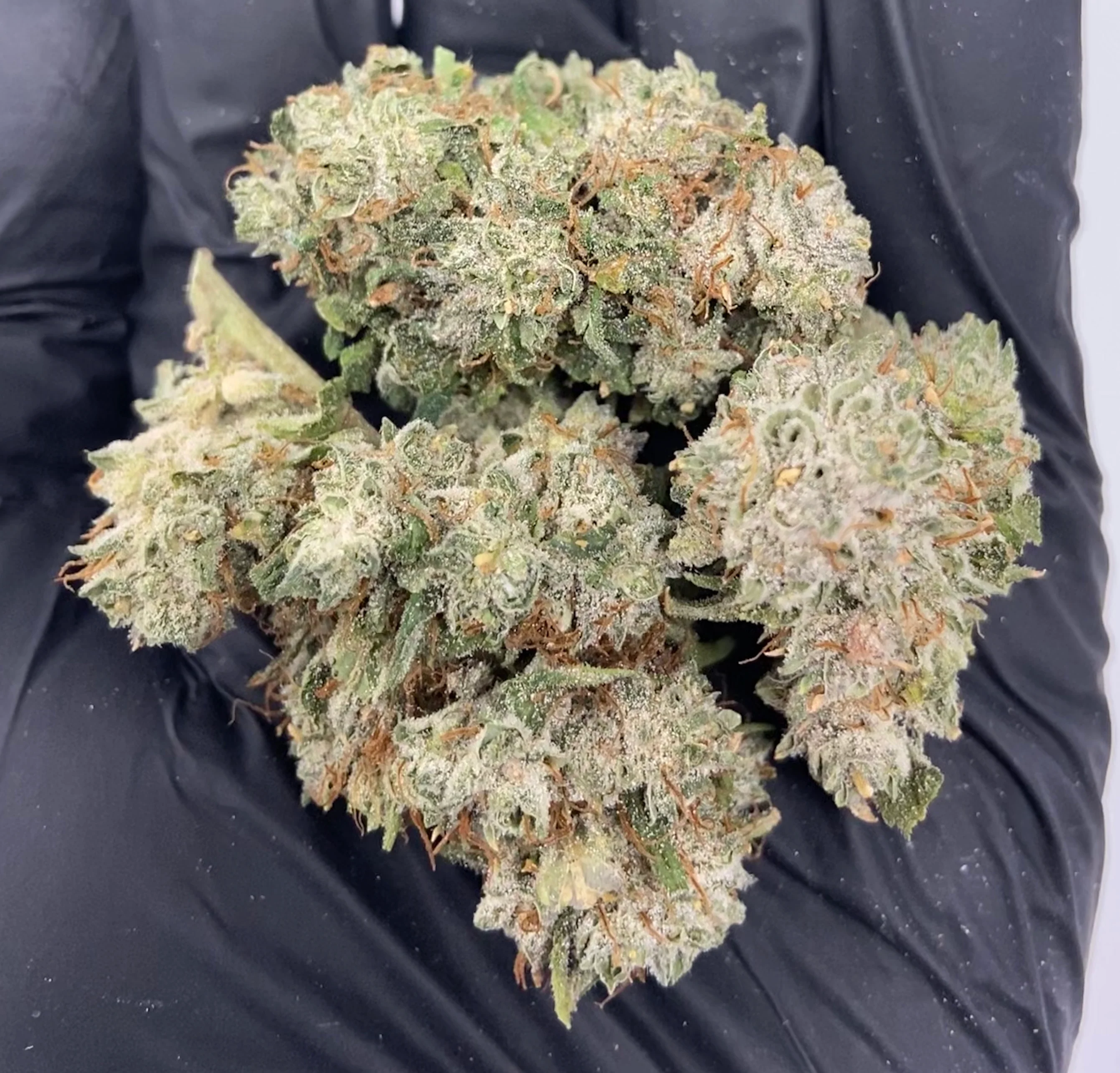 CBG Bliss