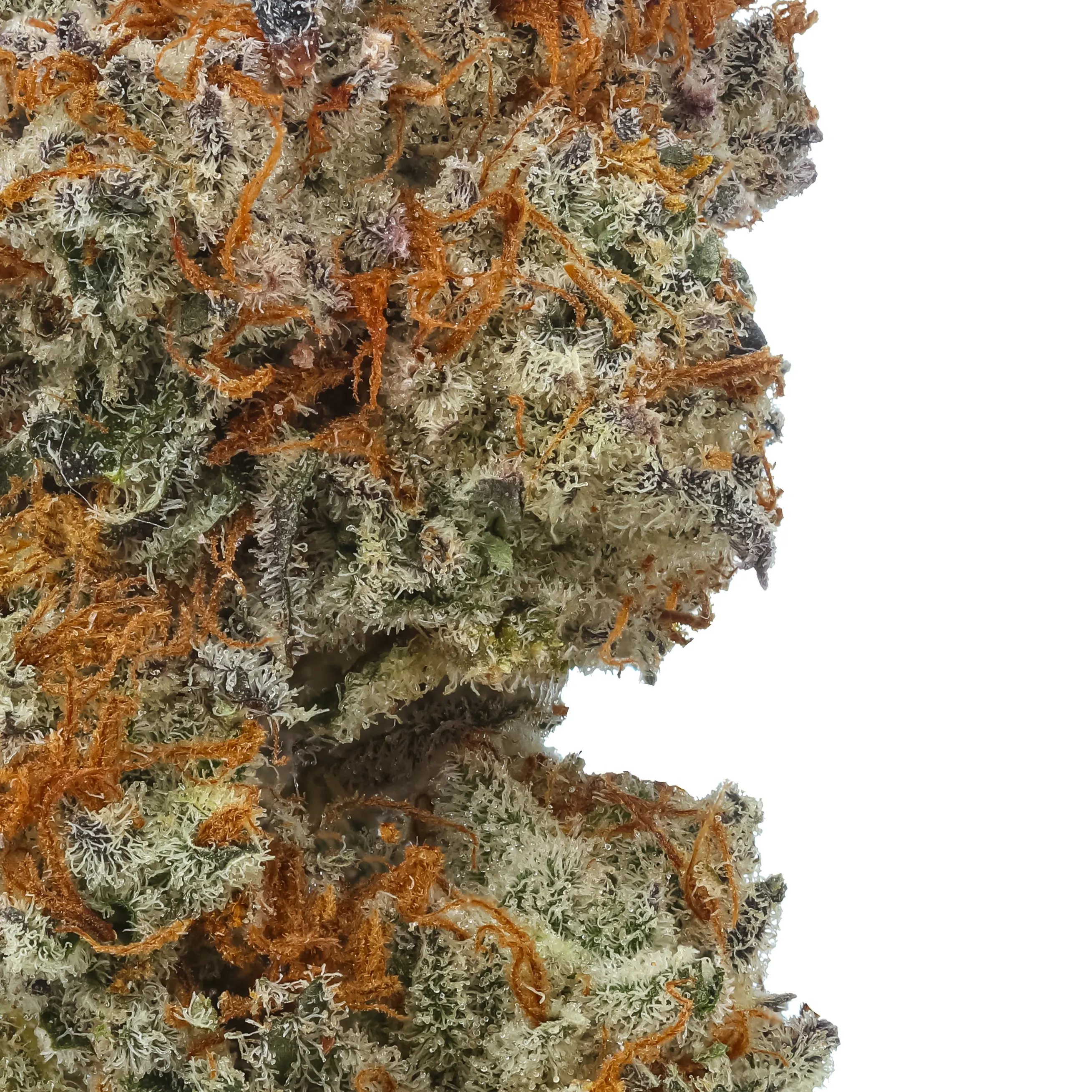 Gelato Bremix THCa Flower (Triploid) - Image 2