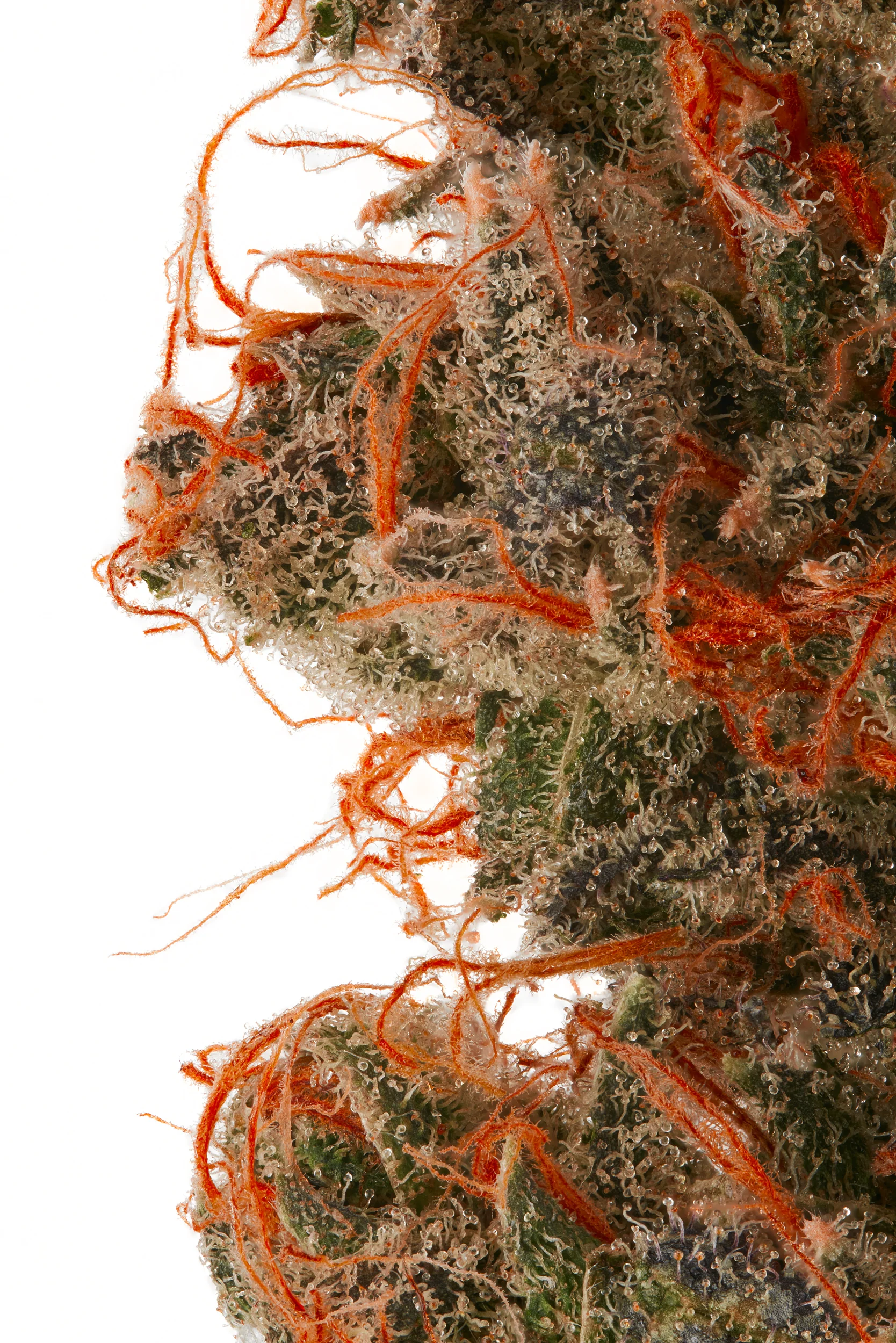 Indoor Grape Eraser CBD Flower - Image 2