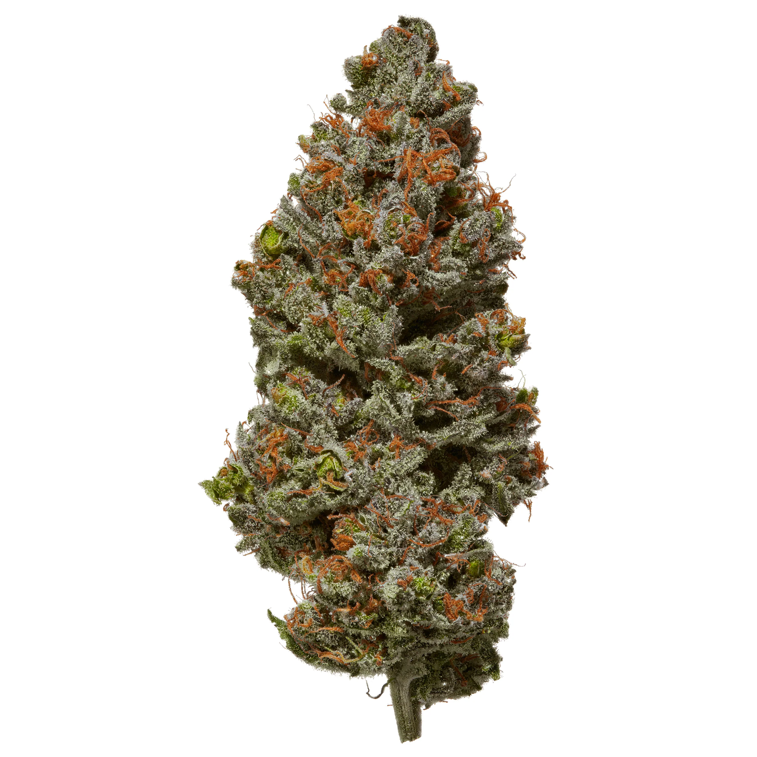 Indoor Afghani Maple CBD Flower - Image 2