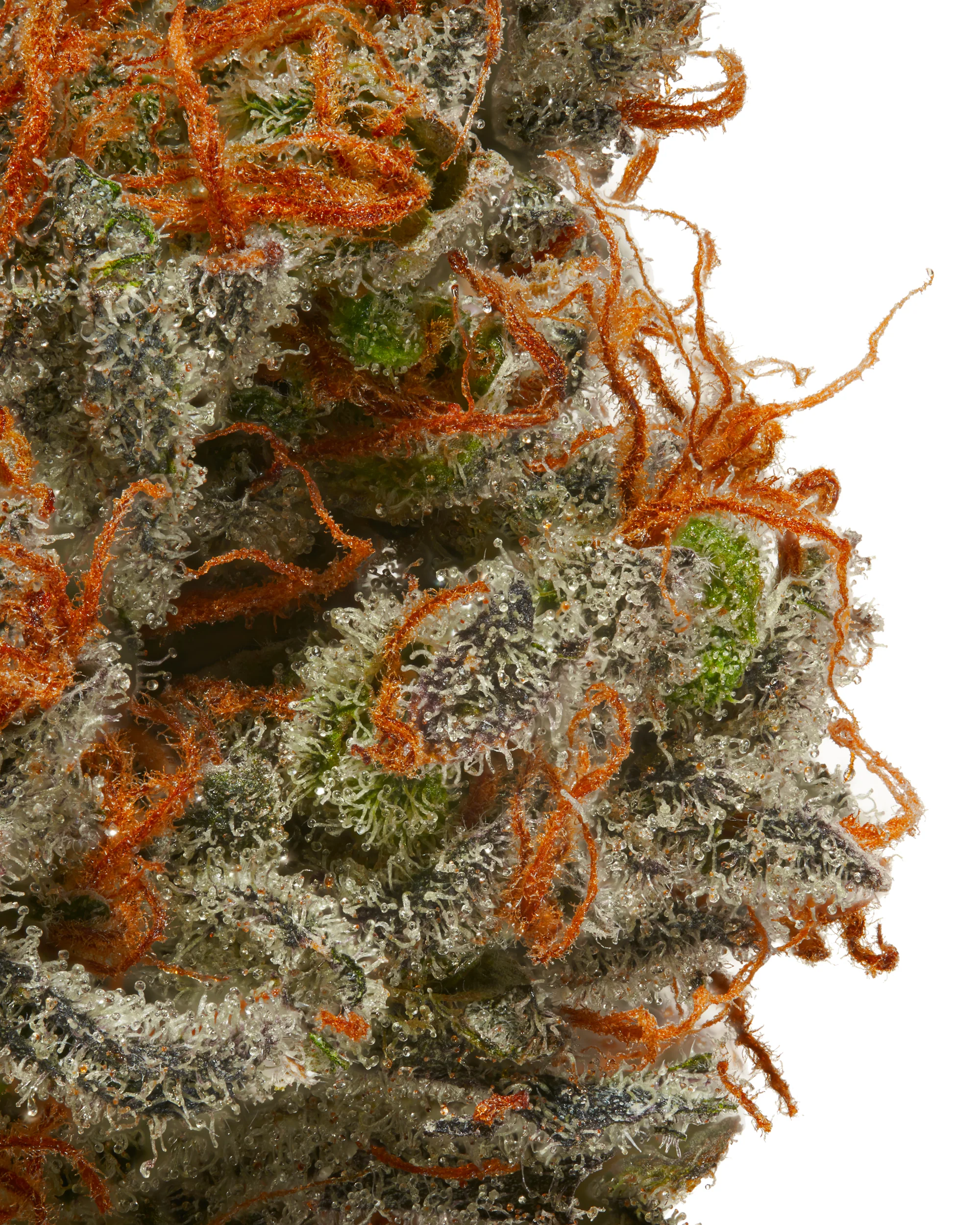 Indoor Afghani Maple CBD Flower - Image 3