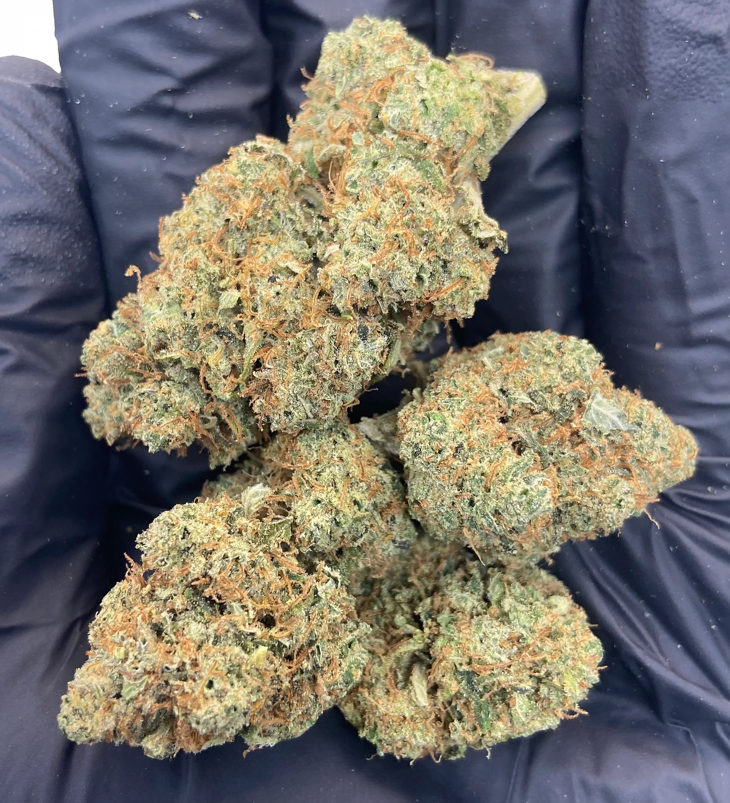 Indoor Cali Gold