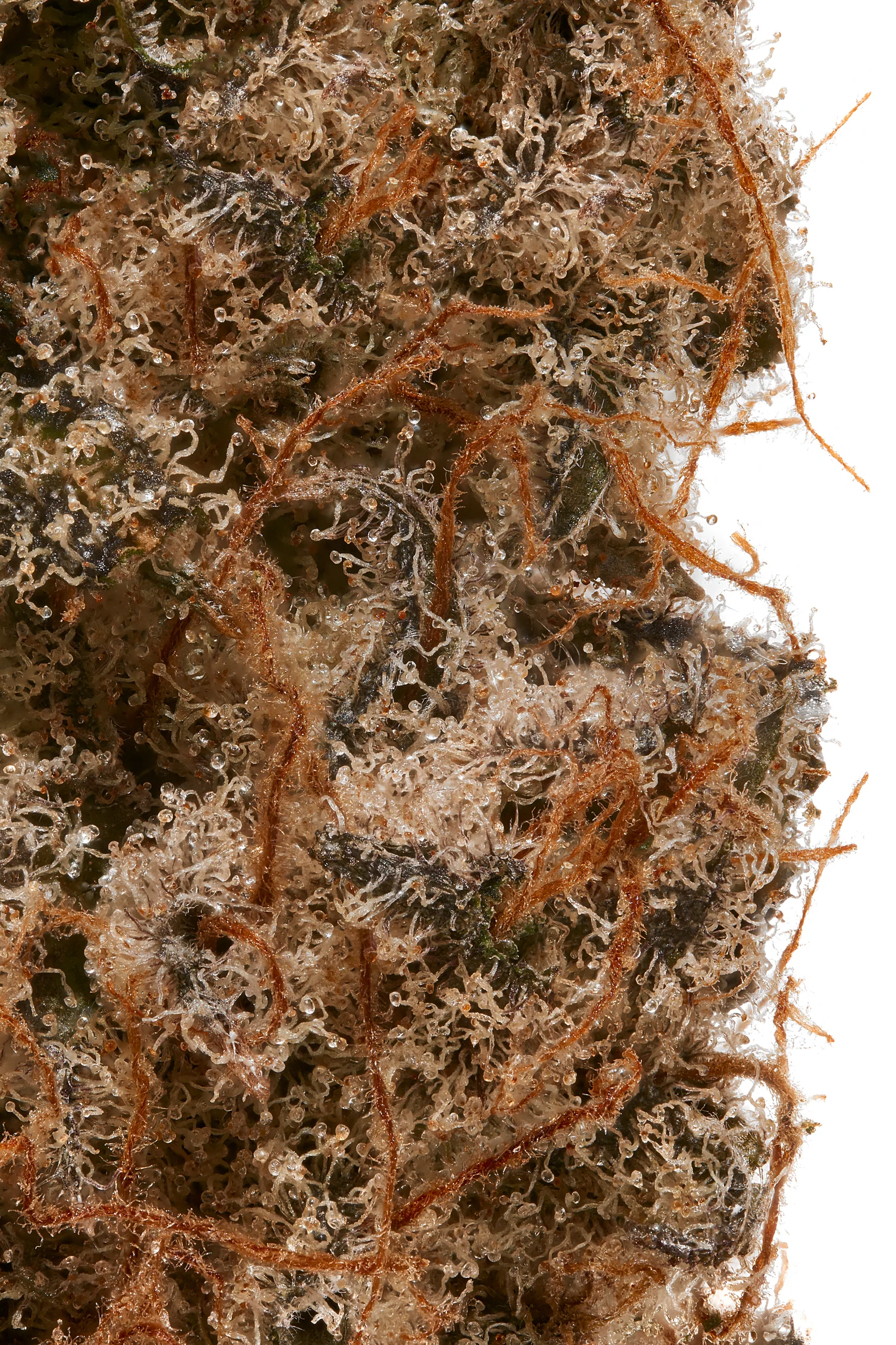 Indoor Gorilla Cake CBD Flower - Image 2