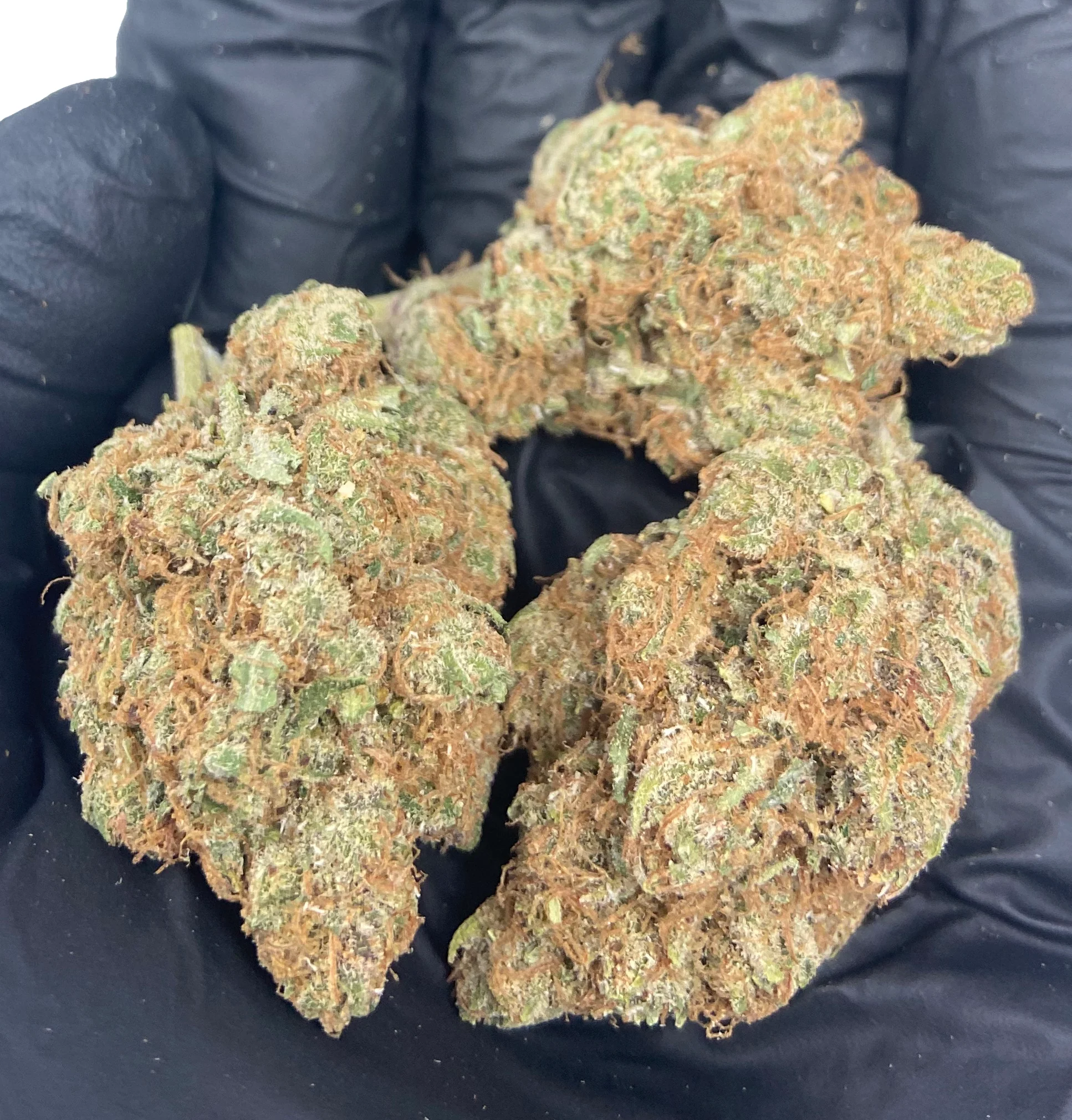 Indoor Suver Haze