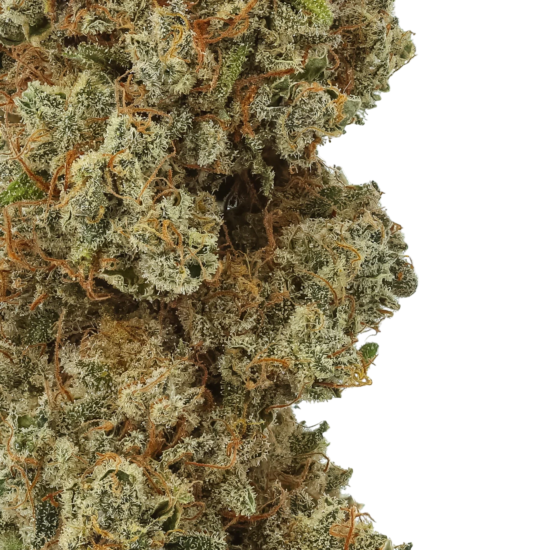 Miracle Lemon Cookies CBD Flower - Image 2