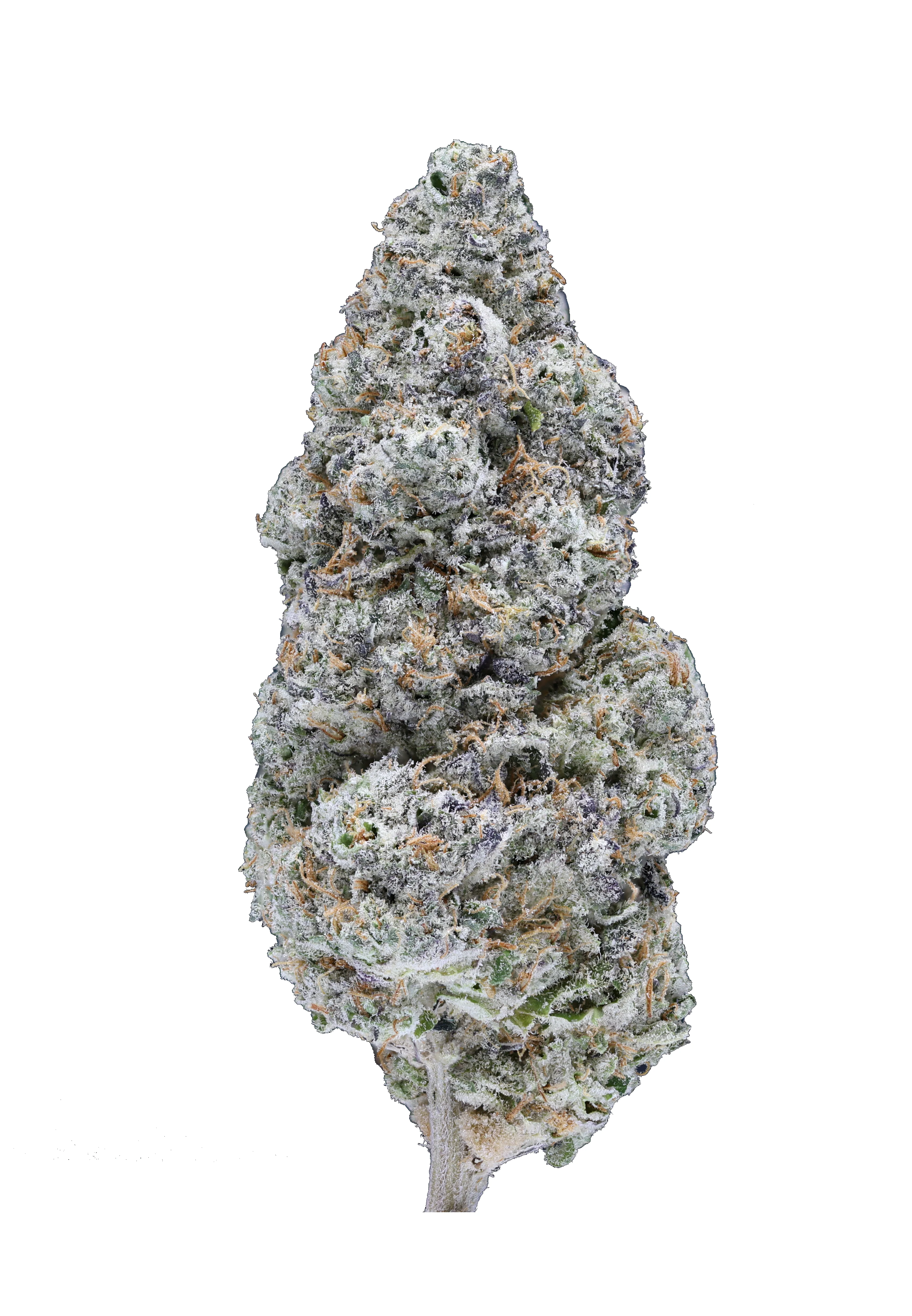 Mule Fuel THCa Flower - Image 2