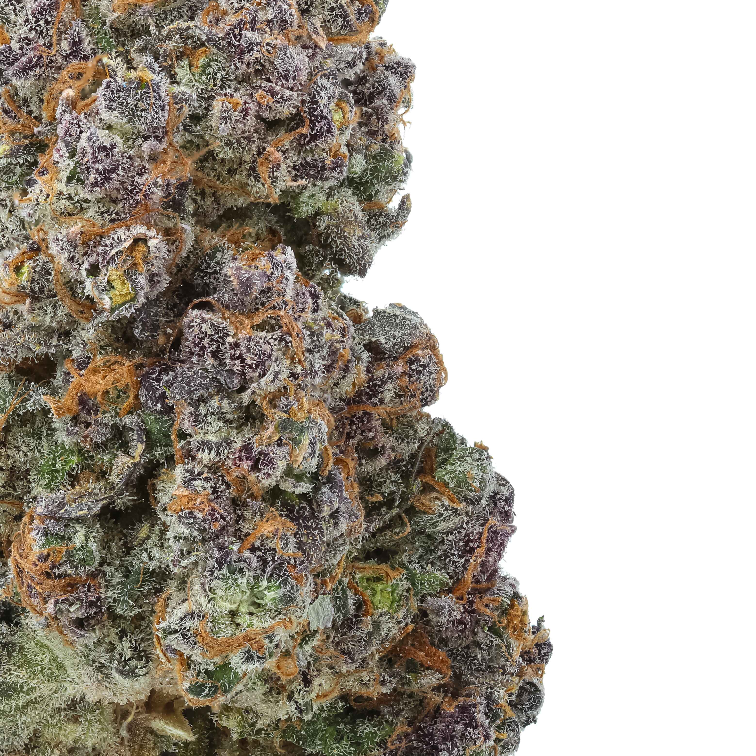 Rainbow Rose THCa Flower - Image 2