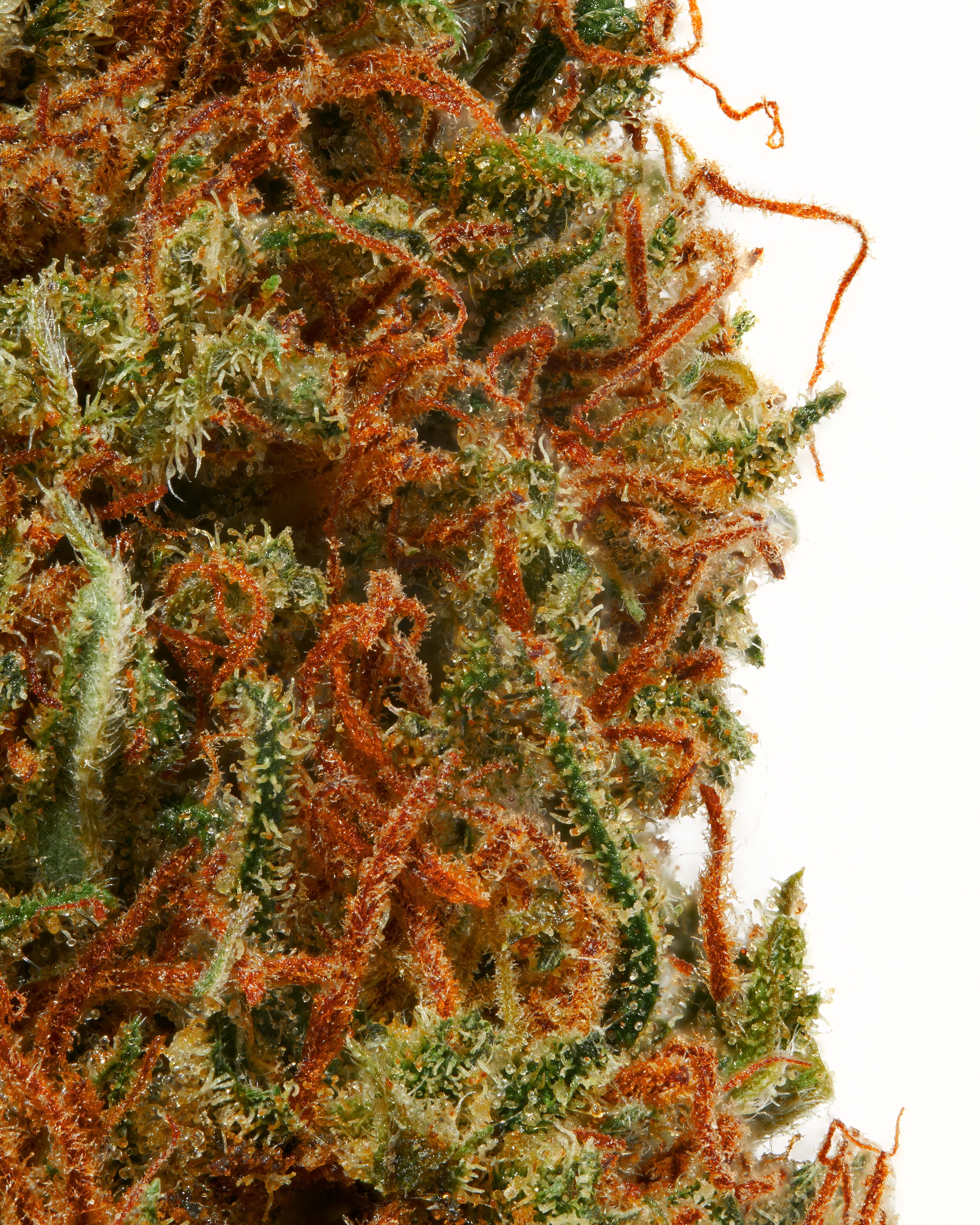 Wedding Cake (Regular & THCA Infused) - Image 6